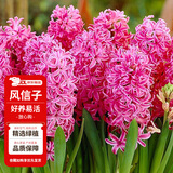 花翁荷兰进口风信子种球水培阳台盆栽球根花卉 粉色2个球源头直发