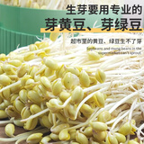幸福屯生芽专用豆 芽黄豆 芽绿豆 芽黑豆双青豆500g 发芽率高豆芽 芽黄豆500克*2袋