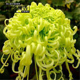 菊花花苗大菊花苗室内外观花阳台庭院花卉绿植物盆栽四季开花 芙蓉