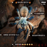 网红宠物蜘蛛爬虫巴西所罗门金直间智利火橙巴布温顺好养 梦幻蓝巴布4-5cm(含套装)