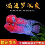 漪方罗汉鱼活体泰国进口起爆头鸿运金花古典火凤亚成热带观赏鱼好养 精品鸿运罗汉苗2-4cm 1条