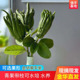 辰实【现摘带枝果】佛手柑 金华香橼果 佛手果新鲜特产佛手鲜果供佛 3枝迷你青果【特长枝约18-25cm】