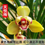 劉閣蘭花兰花苗 新品经典色花荷瓣 江山 冬带花苞出售阳台好养花卉盆栽 天悦梅4苗连体，带花肥