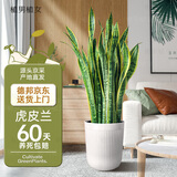 植男植女大型金边虎皮兰植物客厅卧室办公室绿色观叶花卉绿植盆栽源头直发