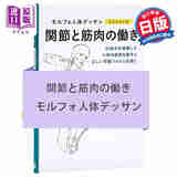 关节与肌肉的工作 morpho人体素描系列第5弹 日文原版 関節と筋肉の働き モルフォ人体デッサン