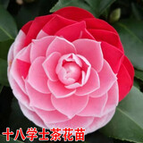 语安香妃山茶花苗盆栽五色赤丹花卉植物室内好养杜鹃茶花树苗四季开花 十八学士茶花苗 (7年苗)树形优美开花多 1包肥料