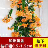 临雅三角梅盆栽四季爬藤植物室内阳台种植树苗耐寒老桩加州黄源头直发