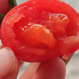 寿禾 圣女果种子小西红柿小番茄大全温室大棚秋冬四季种菜蔬菜寿光菜 千禧果种子 20粒