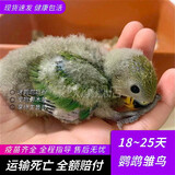 豪蚨雏鸟鹦鹉活体幼鸟手养鸟说话鸟半毛虎皮牡丹玄风鸟小太阳雏鸟豪蚨 绿桃雏鸟1只