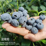 虹越（HONGYUE）蓝莓果苗盆栽苗 南方北方庭院阳台种植果树苗HN 【果量大】”蓝葡萄“1加仑