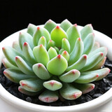 春草碧 多肉植物24款入门多肉盆栽新手多肉办公室内迷你多肉绿植盆栽花卉精品多肉萌宠多肉 青苹果多肉+花瓣盆+土