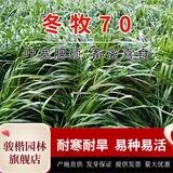 骏楷园林进口牧草种子多年生黑麦草鱼草四季可种耐寒养殖鸡鸭鹅猪牛羊种籽 冬牧70【耐寒】种子1斤