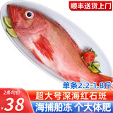 海皇湾红石斑鱼 冷冻整条深海大龙胆鱼富贵鱼海鲜水产 【特大规格】1.8-2.2斤*2条