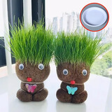 临雅草头娃娃开花可爱长草猫草绿植物小盆栽室内桌面儿童创意迷你水培 草头娃娃1盆带托盘