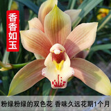 劉閣蘭花兰花苗 新品经典色花荷瓣 江山 冬带花苞出售阳台好养花卉盆栽 香香如玉3苗连体，带花肥