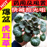 药用及观赏虎耳草苗 金丝荷叶苗金线吊芙蓉姬虎耳草 植物石荷叶花 1盆爆盆虎耳草/观赏及要用价值