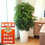 叹为观止大型独杆发财树庆典乔迁盆景绿植办公室盆栽客厅大型植物 鸭脚木1.2-1.4米 含盆