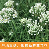 家庭农场山东新鲜韭菜花农家自种韭菜花蔬菜现摘现发 4斤 顺丰