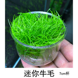 森渊（SENYUAN） 鱼缸前景草水草活体趴地爬地矮珍珠挖耳牛毛毡迷你矮天湖葵 无菌迷你牛毛