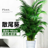 中梦散尾葵植物盆栽客厅大型绿植室内办公室凤尾竹盆景天堂鸟花卉 散尾葵高80-90厘米+螺纹盆
