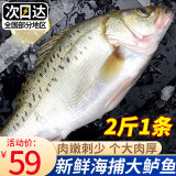 渔吻 新鲜海鲈鱼3条装鲜活冷冻七星深海鲈鱼花鲈鱼 生鲜鱼类年货鱼 海鲈鱼2斤/条*1（活鱼急冻）
