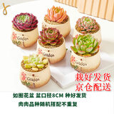 墨一【送货上门】多肉植物带盆组合套装多肉办公室绿植花卉三八节礼物 garden花园系列3盆（栽好发货）