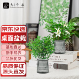 九千谷清香木九里香绿植盆栽花卉驱蚊防虫花草水培土养植物源头直发