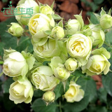 元井月季花苗树苗当年开花蔷薇花苗爬藤特大花卉盆栽地载庭院爬墙月季 奶油龙沙【不爬藤】