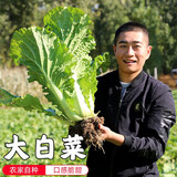 密水农家新鲜冬储大白菜 本地自种 老北京白菜 口感脆甜 适合炒吃 大白菜约 9斤