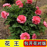 花询 7年洛阳花苗盆栽花卉观花植物室内花庭院阳台四季长开  花王3颗+生根粉