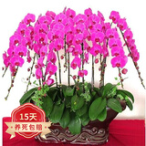 欧悟 蝴蝶兰花苗盆栽室内观花植物桌面阳台年宵花卉四季开花绿植花卉 火凤凰蝴蝶兰+透明原盆+原土