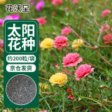 花沃里 太阳花种子混色约200粒 花卉种子家庭盆栽阳台/办公室/庭院草籽