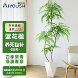 爱优尚蓝花楹盆栽大型绿植办公室内客厅网红好养活植物落地盆景源头直发