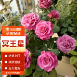 墨一灌木月季花苗特大花盆栽蔷薇 冥王星 40cm左右原盆 源头直发