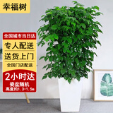 芙洛拉花园【2小时达】发财树绿萝金钱树散尾葵天堂鸟大型绿植室内开业乔迁 幸福树