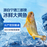 鲜京采【产地直采】冰鲜大黄鱼1条 300g起 黄花鱼 深海鱼 海鲜鱼类