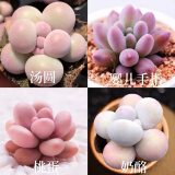 多肉组合盆栽阳台盆栽喜阳植物新手福利按图发货品种花卉好养 可爱嘟嘟四种【加盆土】