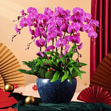 绿韵花田【两小时达】蝴蝶兰盆栽带花苞花剑花盆真花兰花开业乔迁生日礼物 10株紫色（瓷盆随机）