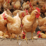 芮瑞 新鲜宰杀三黄鸡土鸡柴鸡笨鸡 鸡肉 整只 700g  1只