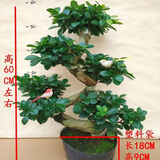 山头林村大型榕树S造型盆景盆栽室内风吹气根客厅植物人参老桩 S榕树(60cm高)