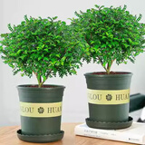 绿有意正宗清香胡椒木盆栽花卉室内外驱蚊草植物树苗老桩盆景九里香绿植 【2盆】6年苗清香驱蚊+【加 含盆