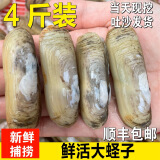 蛏子鲜活10斤捕捞大竹节海蛏子肉肥海鲜水产双头蛏子贝壳类海蛏子 1斤试吃装