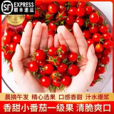 玲珑圣女果釜山88小番茄5斤樱桃小柿子迷你孕妇水果西红柿新鲜FF 5斤