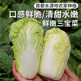 密农人家 农家种植三宝菜 新鲜蔬菜 鲜嫩小白菜 大娃娃菜 小颗白菜500g