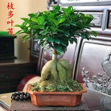 山头林村大型榕树S造型盆景盆栽室内风吹气根客厅植物人参老桩 中款人参榕(30-40cm高)