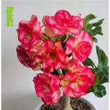 叶之静沙漠玫瑰花苗盆栽四季开花鲜花庭院室内绿植盆景花卉 野玫瑰 精品中苗