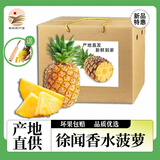 广东湛江徐闻香水菠萝 湛江大凤梨  生鲜时令水果礼盒 9斤整箱 5斤中果（3-4个）单果500g+