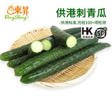 東昇供港刺青瓜500g 黄瓜 凉拌炒菜  广州蔬菜新鲜配送