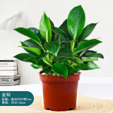 绿有意金钻盆栽植物水培绿植花卉多肉办公室内去吸除甲醛铂金钻绿公主 金钻25cm3棵(原土盆)+营养液 含盆