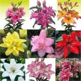 香水百合种球四季花卉好养易活盆栽室内花植物种球浓香百合花种球 混搭色花色都有 百合种球一颗